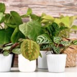 buy rare houseplants usa