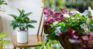 Art of Caring for Rare Indoor Plants