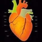 Structure of the Heart