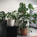 Discover Rare Exotic Plants for Sale in the USA: A Guide to Unique Indoor Garden Beauties